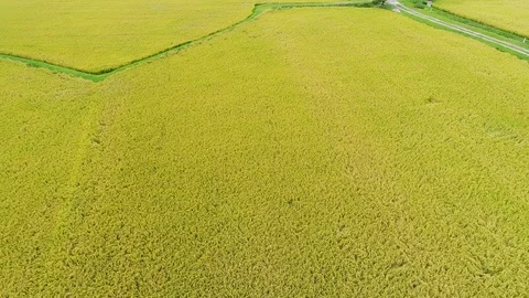Rice fields aerial shot Stock Footage 92575767