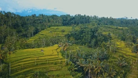 Rice fields aerial view Stock Footage 94153073