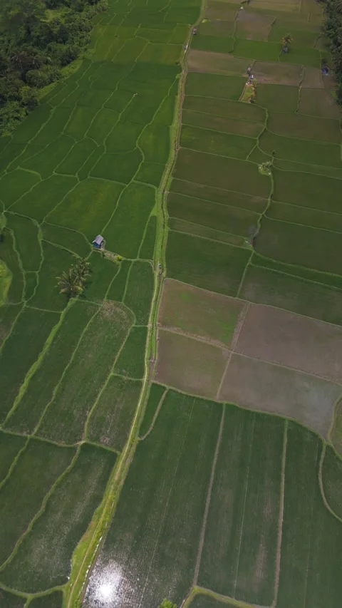 Rice Fields Aerial View with leading line Video stock 325672944