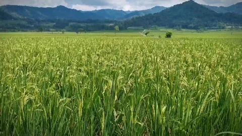Rice fields affected by the wind 動画素材 310343882