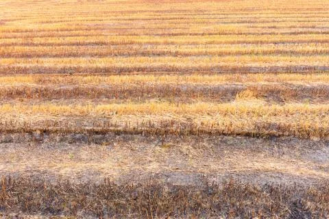 Rice fields after burning of fire in countryside, Thailand. Stock Photos