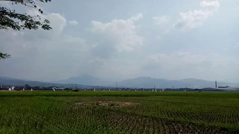 Rice fields after harvest Stock Footage 211337069