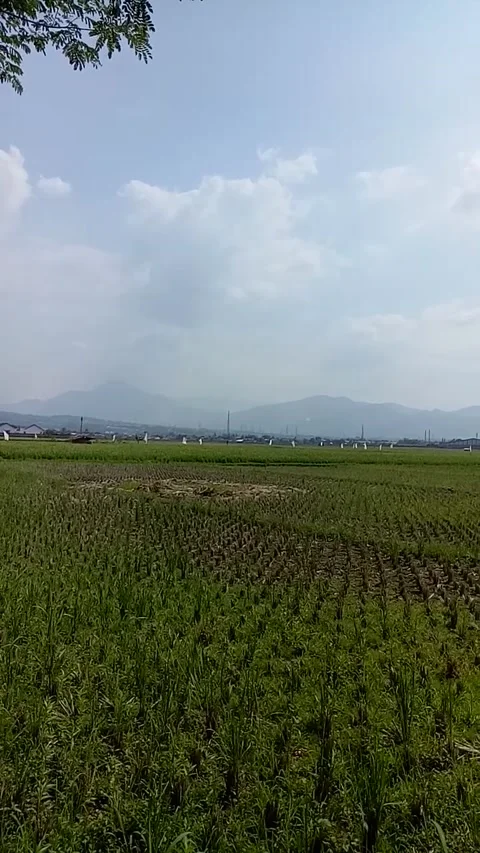 Rice fields after harvest Stock Footage 211337671