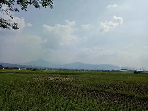 Rice fields after harvest 스톡 사진