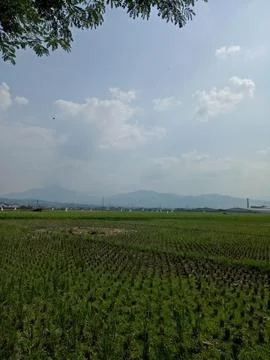 Rice fields after harvest 스톡 사진
