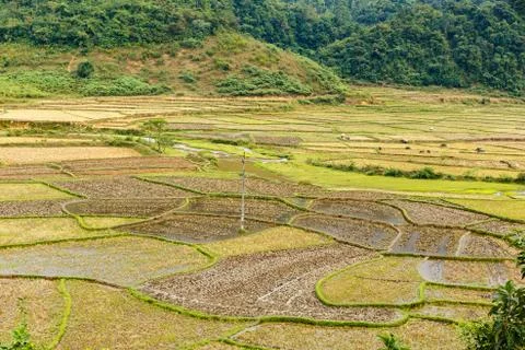 Rice fields after harvest, preparing the fields for planting rice Stock Photos