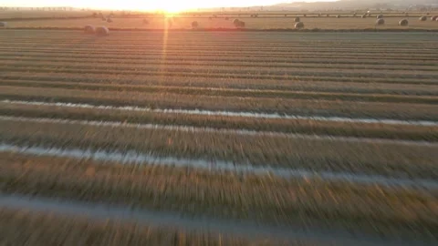 Rice fields after the rice is harvested during sunset Stock Footage 172412502
