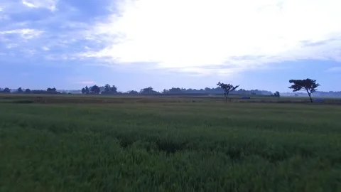 Rice fields in the afternoon part 1 Stock Footage 229877306