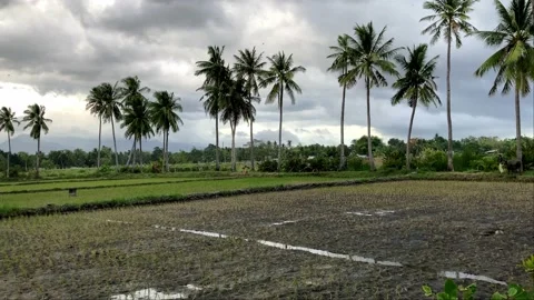 Rice fields against the backdrop of mountains stands a hut philippines asia Stock Footage 237440182