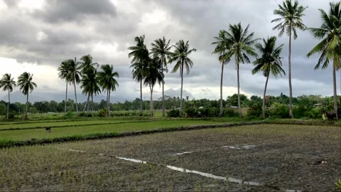 Rice fields against the backdrop of mountains stands a hut philippines asia Stock Footage 237440819