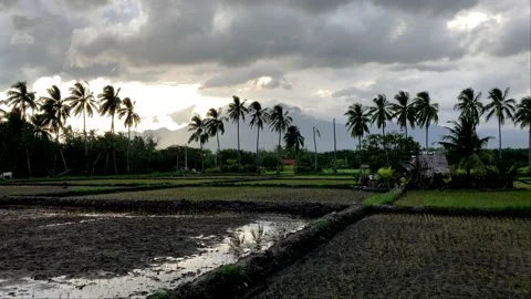 Rice fields against the backdrop of mountains stands a hut philippines asia Stock Footage 237441184