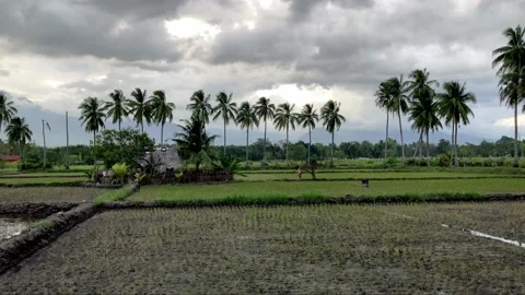 Rice fields against the backdrop of mountains stands a hut philippines asia Stock Footage 237441513