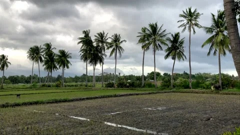 Rice fields against the backdrop of mountains stands a hut philippines asia Stock Footage 237632323