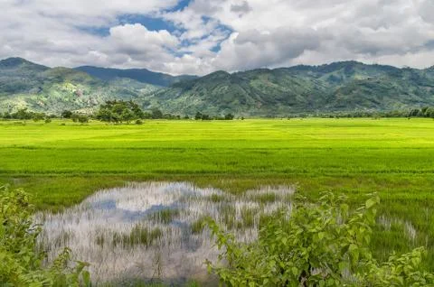 Rice fields against the backdrop of mountains covered with greenery, tropical Stock Photos