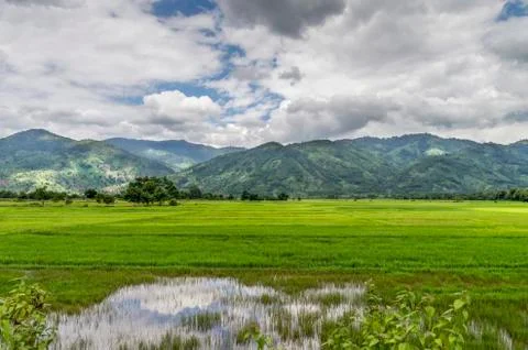 Rice fields against the backdrop of mountains covered with greenery, tropical Stock Photos