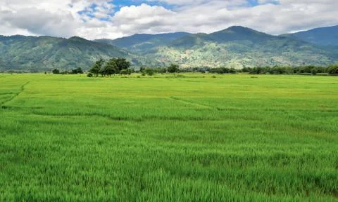 Rice fields against the background of mountains and cloudy skies Stock Photos