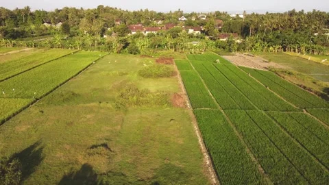 Rice fields and agricultural landscape Stock Footage 341542511