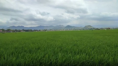 Rice fields and blue sky and beautiful clouds Stock Footage 206036814