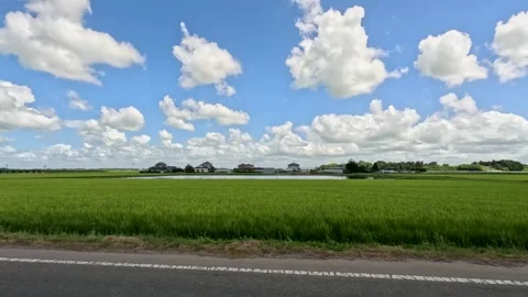 Rice fields and blue sky moving sideways Stock Footage 248111614