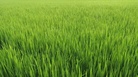 Rice fields and Bokeh dew drop on the top of the rice fields  Stock Footage 251861351