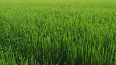 Rice fields and Bokeh dew drop on the top of the rice fields  Stock Footage 251861543