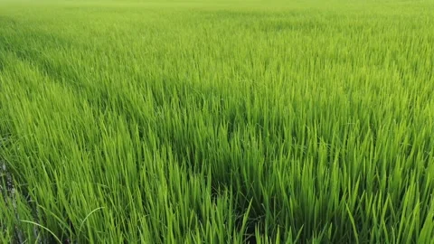 Rice fields and Bokeh dew drop on the top of the rice fields in the morning sun Stock Footage 251861566