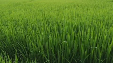 Rice fields and Bokeh dew drop on the top of the rice fields in the morning sun Stock Footage 251862214