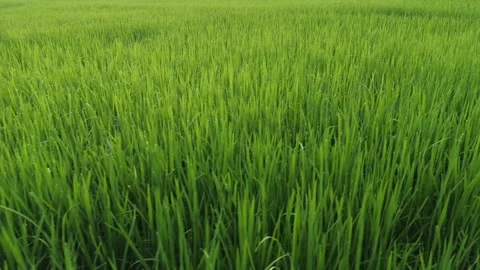 Rice fields and Bokeh dew drop on the top of the rice fields in the morning sun Stock Footage 251862350