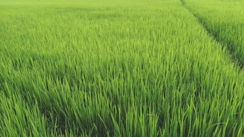 Rice fields and Bokeh dew drop on the top of the rice fields in the morning sun Stock Footage 251862774