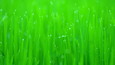 Rice fields and Bokeh dew drop on the top of the rice fields  Stock Footage 251863182