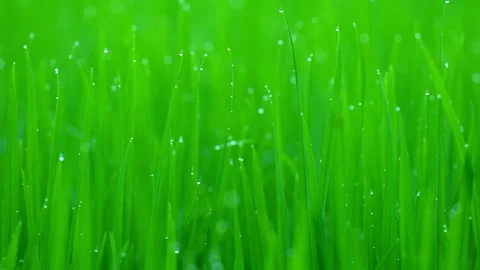 Rice fields and Bokeh dew drop on the top of the rice fields in the morning sun Stockbeeldmateriaal 251863183