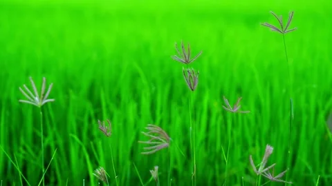 Rice fields and Bokeh dew drop on the top of the rice fields  Video stock 251863271