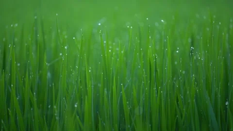 Rice fields and Bokeh dew drop on the top of the rice fields  Stockbeeldmateriaal 251863277