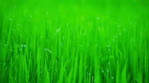 Rice fields and Bokeh dew drop on the top of the rice fields  Stockbeeldmateriaal 251863290