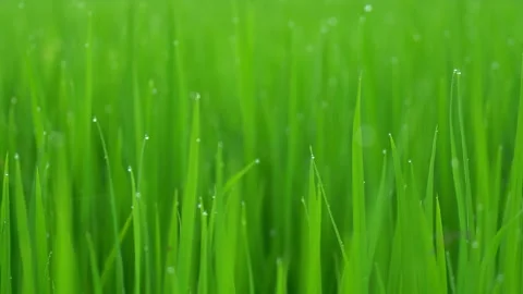 Rice fields and Bokeh dew drop on the top of the rice fields in the morning sun Stockbeeldmateriaal 252129917
