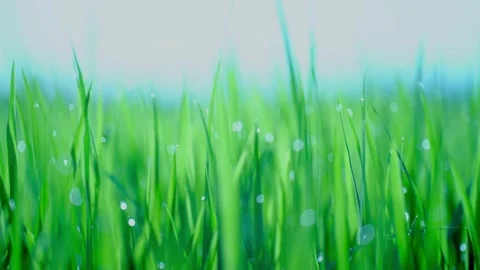 Rice fields and Bokeh dew drop on the top of the rice fields in the morning sun Stockbeeldmateriaal 252130115