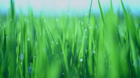 Rice fields and Bokeh dew drop on the top of the rice fields in the morning sun Stockbeeldmateriaal 252130244