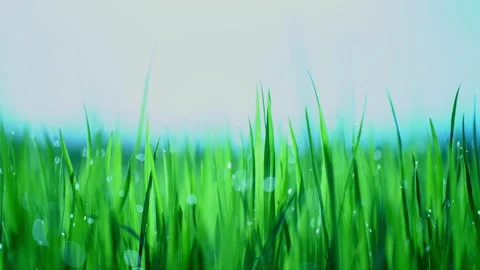 Rice fields and Bokeh dew drop on the top of the rice fields in the morning sun Stockbeeldmateriaal 252130651