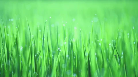 Rice fields and Bokeh dew drop on the top of the rice fields in the morning sun Stockbeeldmateriaal 252130837
