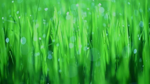 Rice fields and Bokeh dew drop on the top of the rice fields in the morning sun Stockbeeldmateriaal 252131023