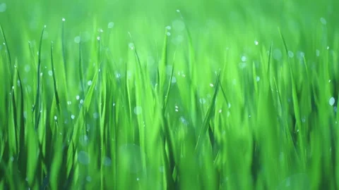 Rice fields and Bokeh dew drop on the top of the rice fields in the morning sun Stockbeeldmateriaal 252131275