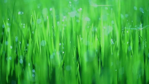 Rice fields and Bokeh dew drop on the top of the rice fields in the morning sun Video stock 252131329