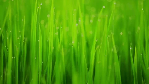 Rice fields and Bokeh dew drop on the top of the rice fields in the morning sun Stockbeeldmateriaal 252131388