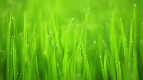 Rice fields and Bokeh dew drop on the top of the rice fields in the morning sun Stockbeeldmateriaal 252131605