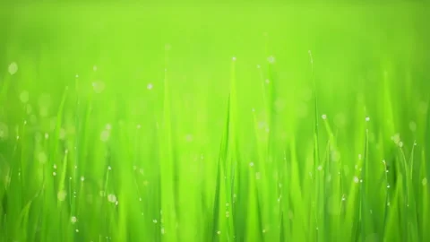 Rice fields and Bokeh dew drop on the top of the rice fields in the morning sun Stockbeeldmateriaal 252131606