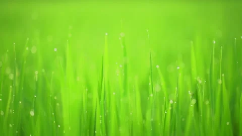 Rice fields and Bokeh dew drop on the top of the rice fields in the morning sun Stockbeeldmateriaal 252131725