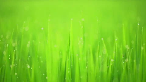 Rice fields and Bokeh dew drop on the top of the rice fields in the morning sun Stockbeeldmateriaal 252131726