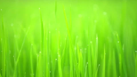 Rice fields and Bokeh dew drop on the top of the rice fields in the morning sun Stockbeeldmateriaal 252131890