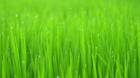 Rice fields and Bokeh dew drop on the top of the rice fields in the morning sun Stockbeeldmateriaal 252131907