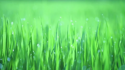 Rice fields and Bokeh dew drop on the top of the rice fields in the morning sun Stockbeeldmateriaal 252132072